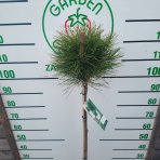 Borovica čierna (Pinus nigra) ´SUMMER BREEZE´ - výška 110-130 cm, kont. C4L  – NA KMIENKU